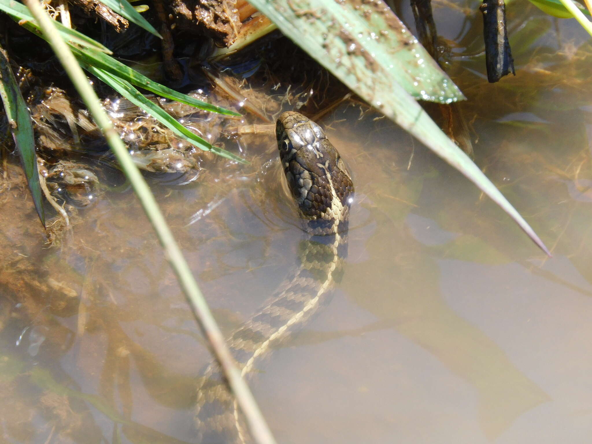 Thamnophis scaliger (Jan 1863)的圖片