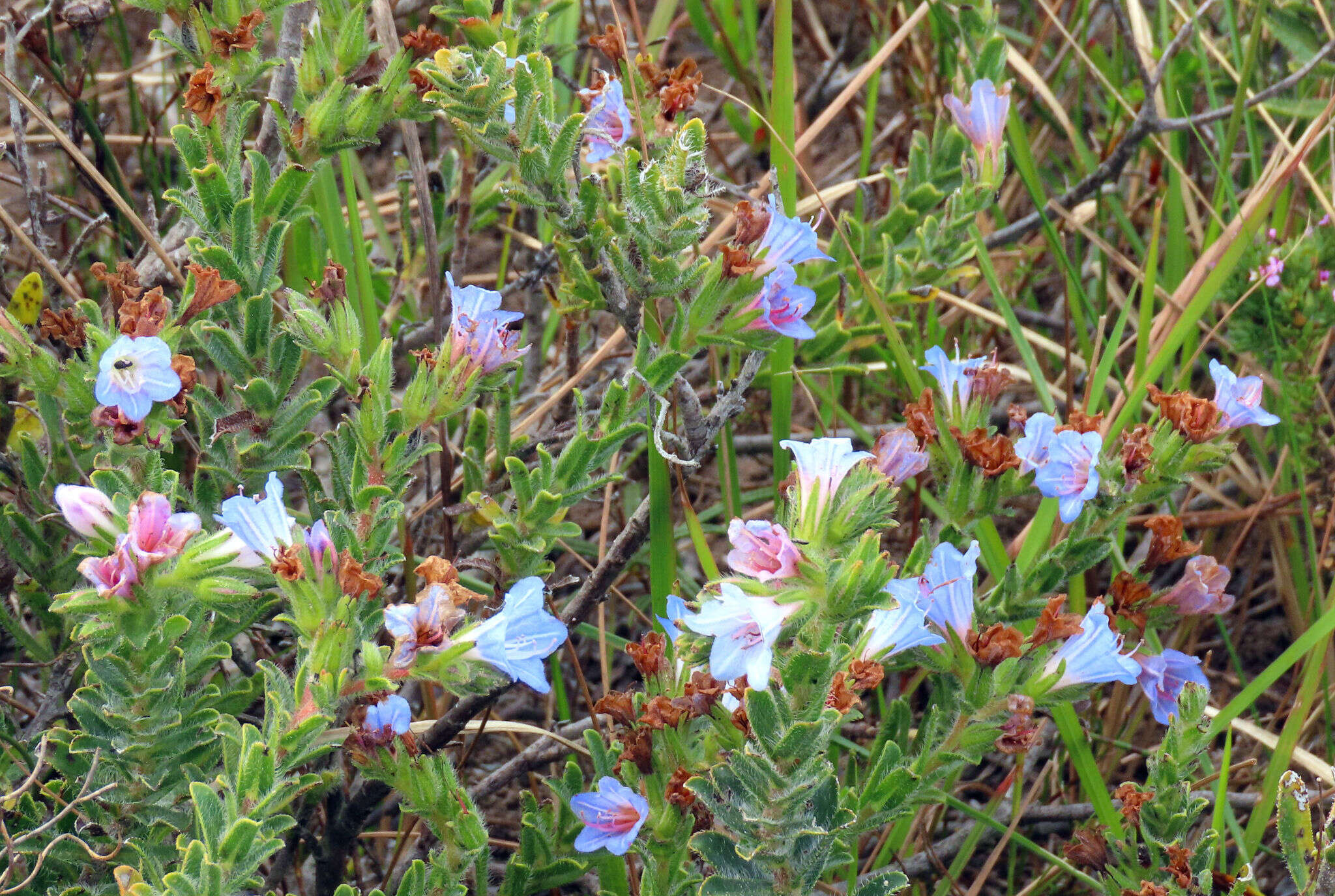 Image of Lobostemon trigonus (Thunb.) Buek