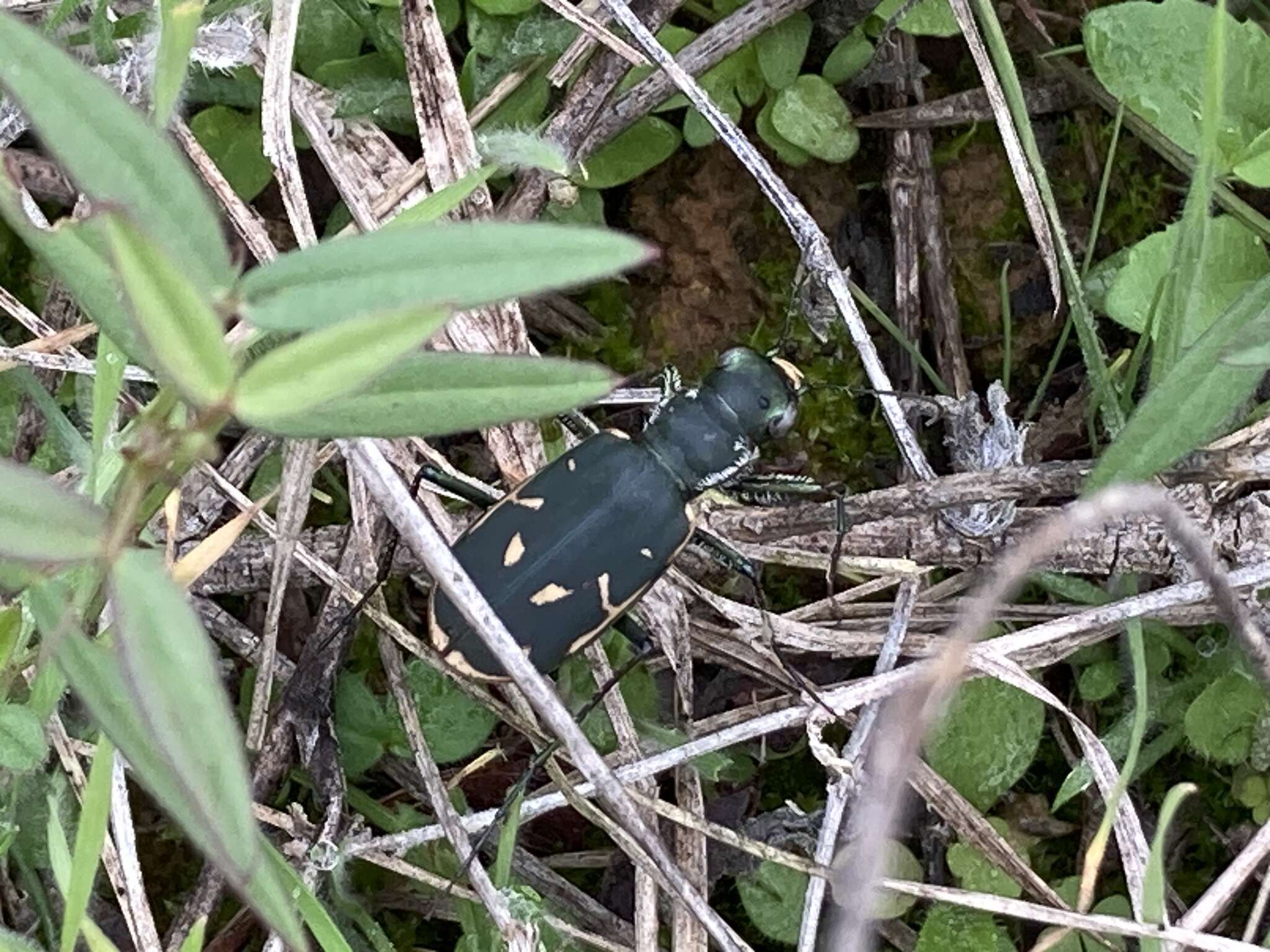 Image de Cicindela (Cicindelidia) obsoleta vulturina Le Conte 1853