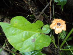 Image of Matelea magnifolia (Pittier) R. E. Woodson