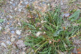 Image of Horned Dandelion