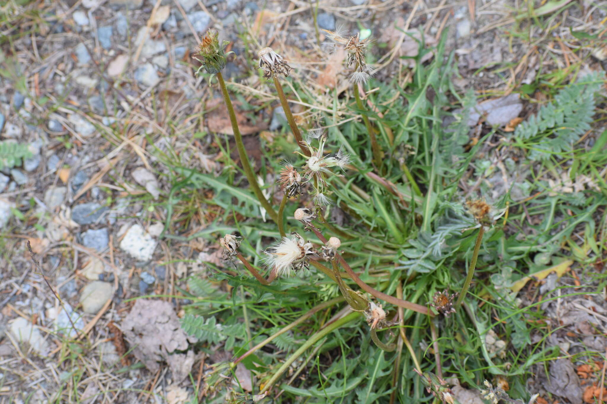 Image of Horned Dandelion