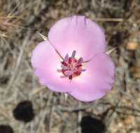 Image of Munz's mariposa lily