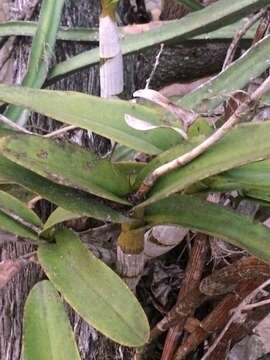 Image of Epidendrum bracteolatum C. Presl