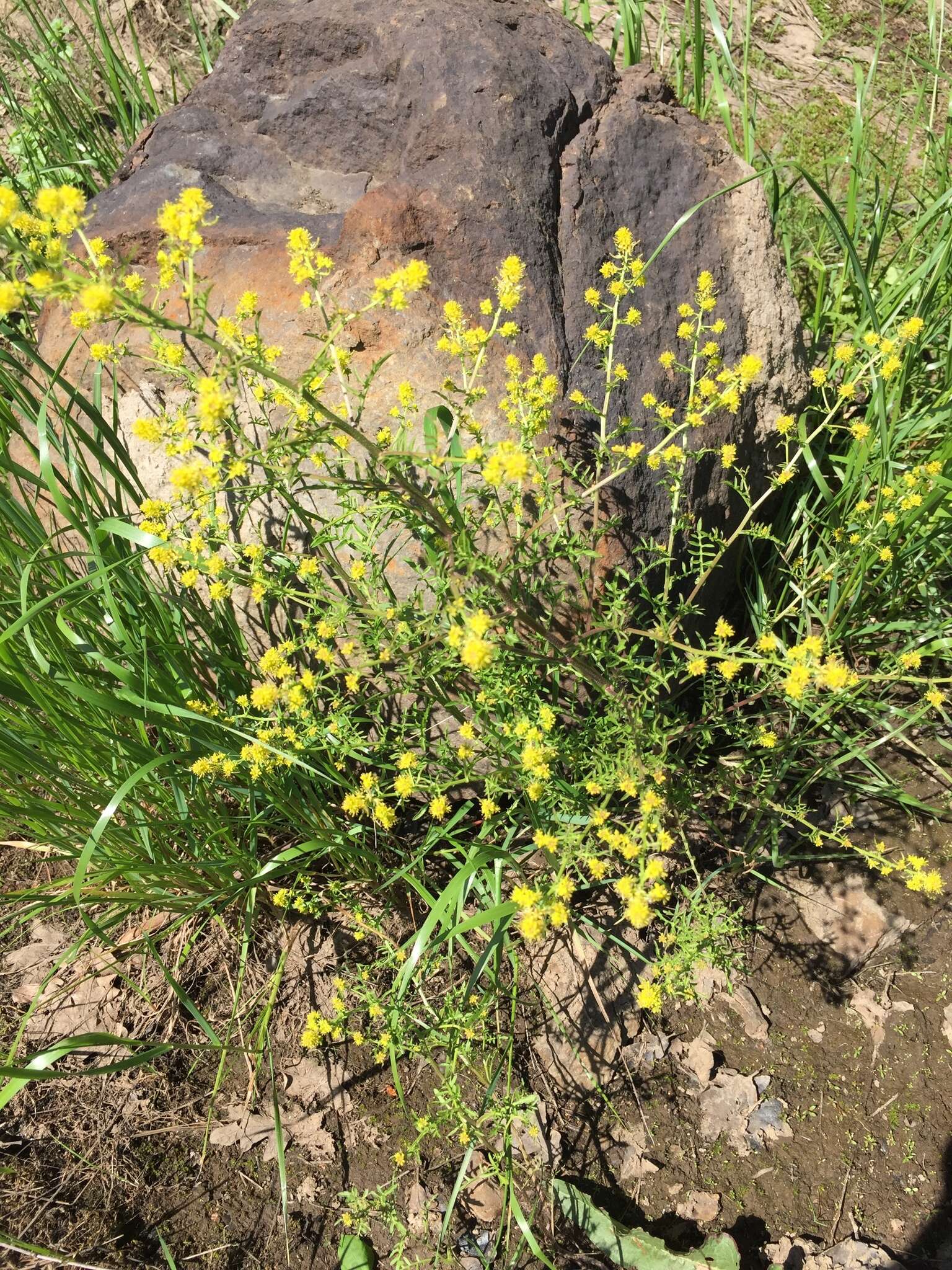 Image of curvepod yellowcress