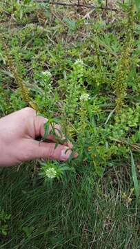 Image of intermediate pepperweed