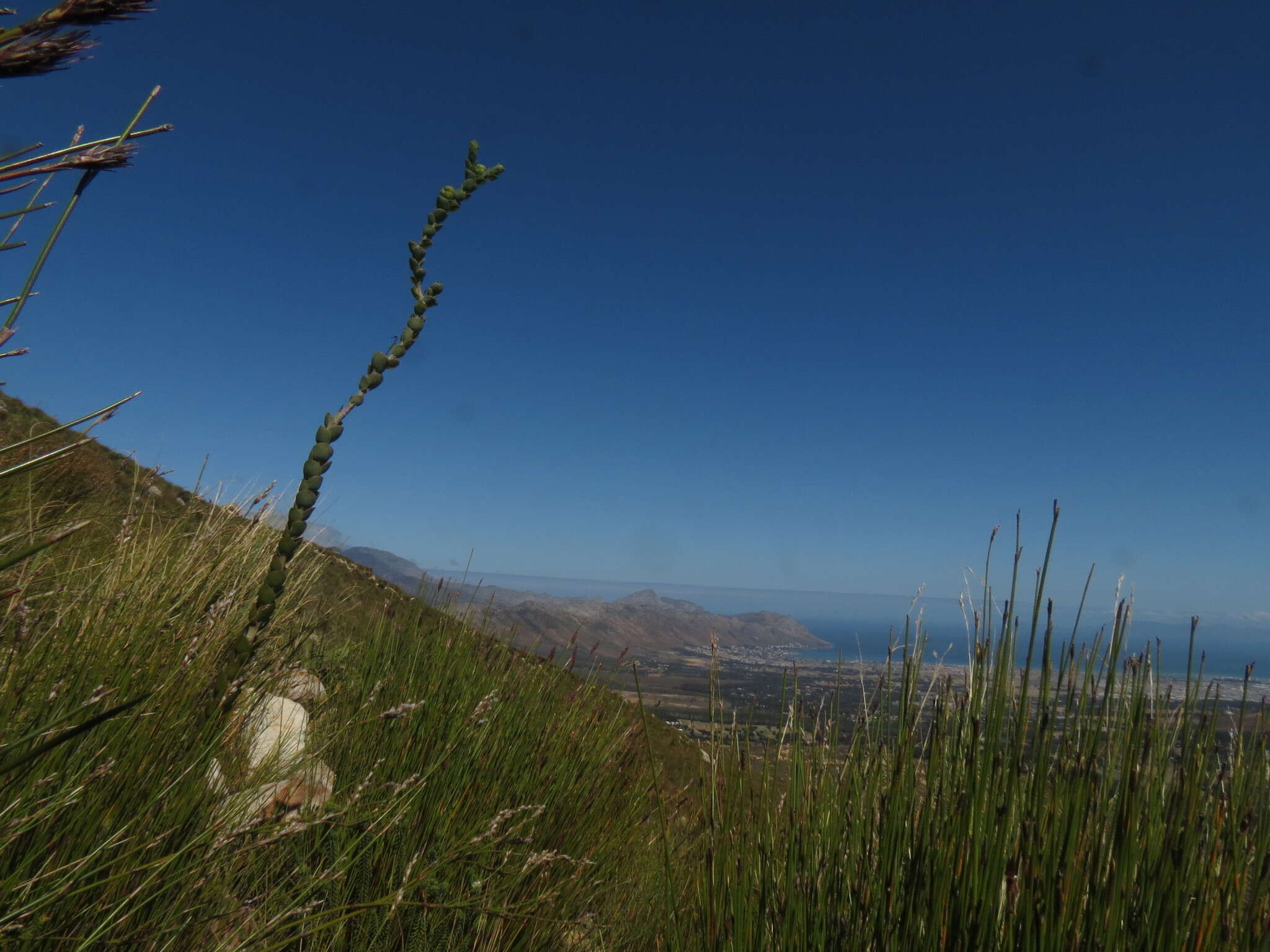 Image of Thesium euphorbioides Berg.