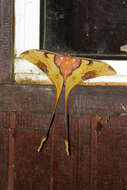 Image of Malaysian moon moth