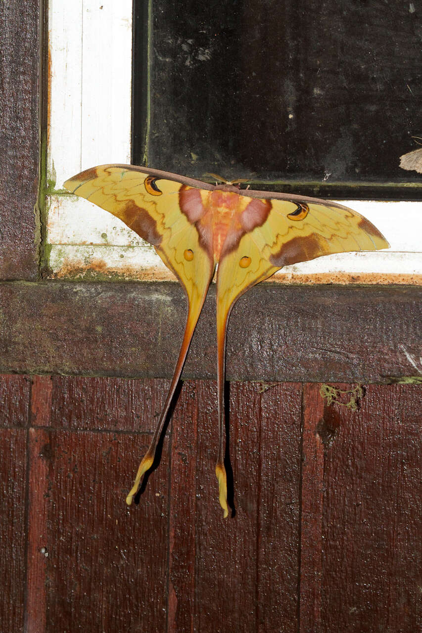 Image of Malaysian moon moth