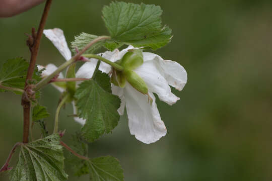 Image of delicious raspberry