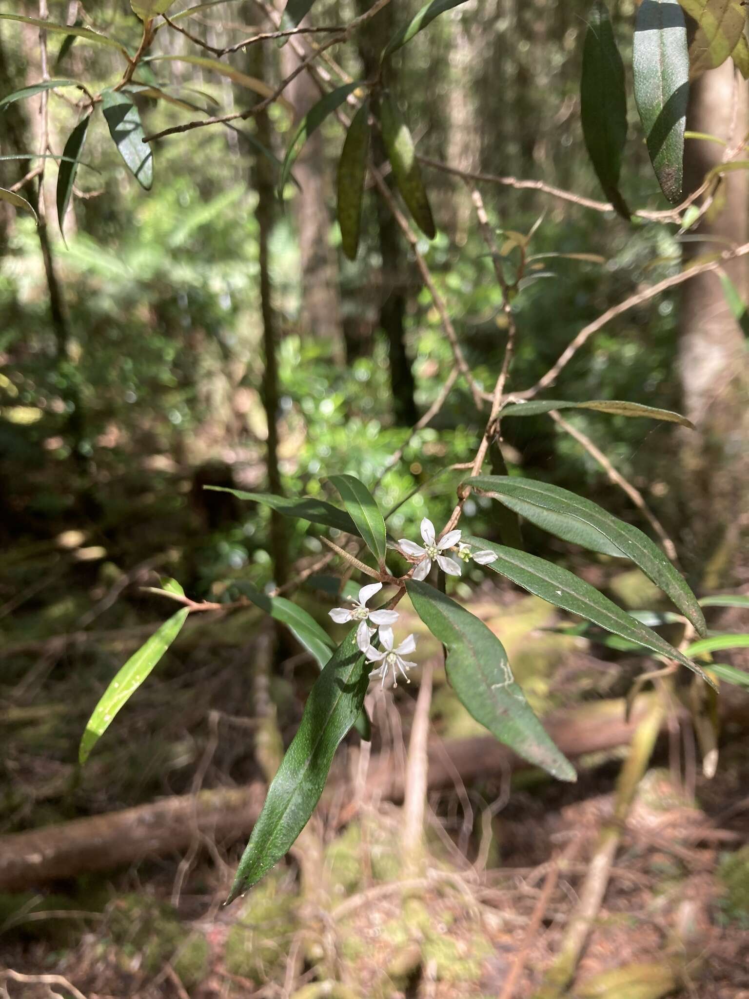 Image of Nematolepis squamea subsp. squamea