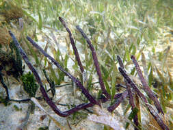 Image of angular sea whip