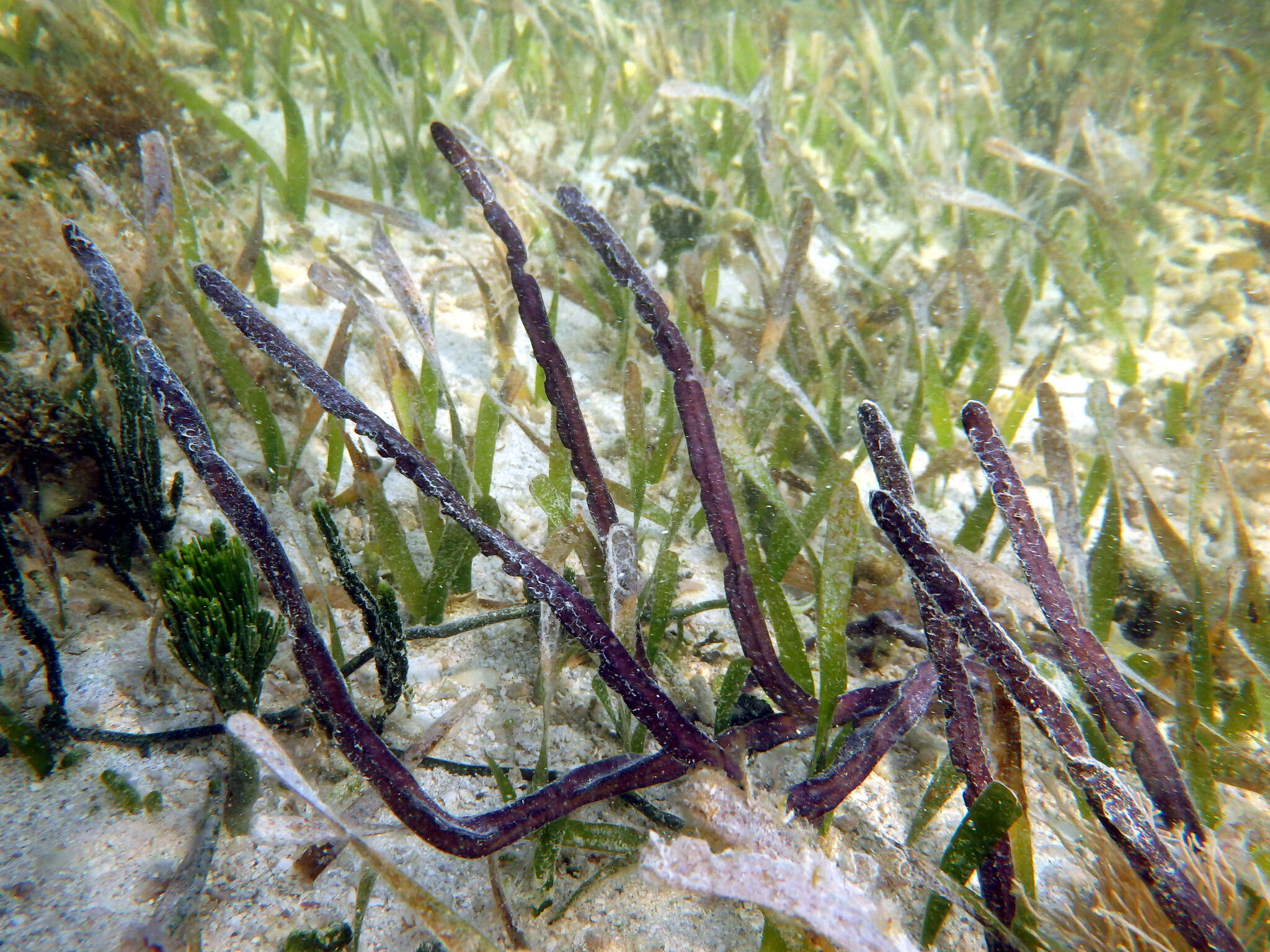 Image of angular sea whip