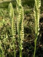 Image of Western Ladies'-Tresses