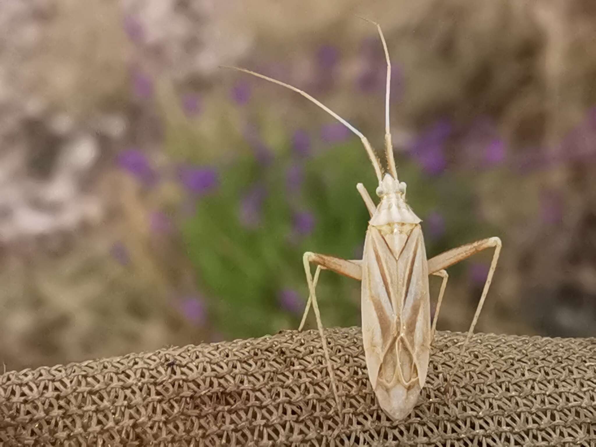 Image of Miridius longiceps Wagner 1955