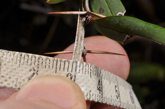 Image of Berberis alpicola C. K. Schneid.