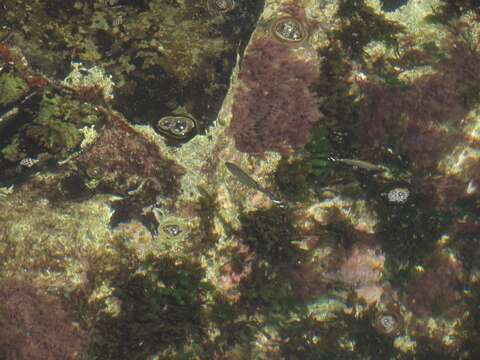 Image of Barred flagtail