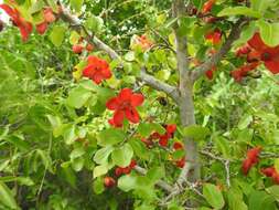 Image of Boat-fruit plane