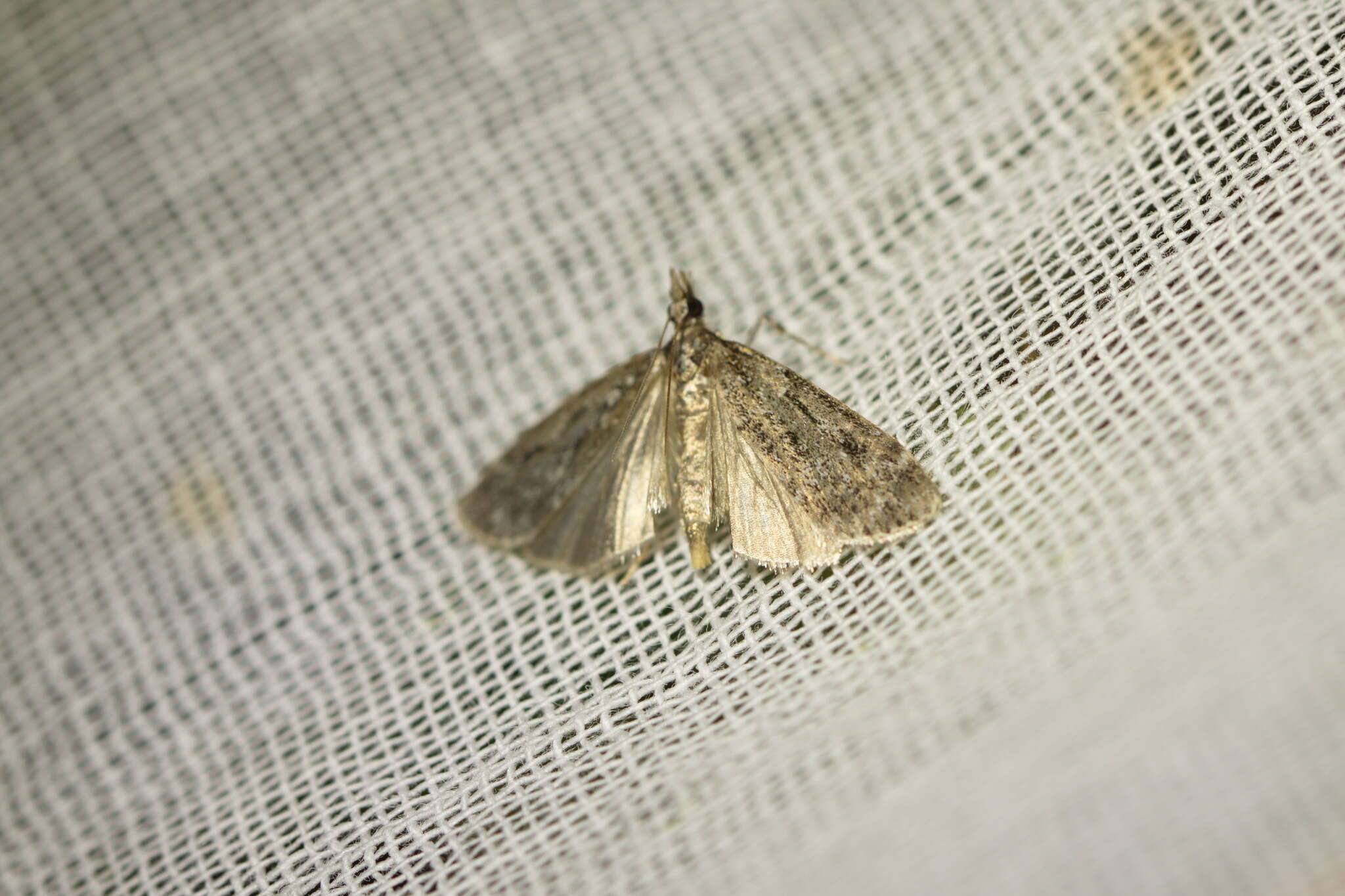 Eudonia truncicolella Stainton 1849的圖片