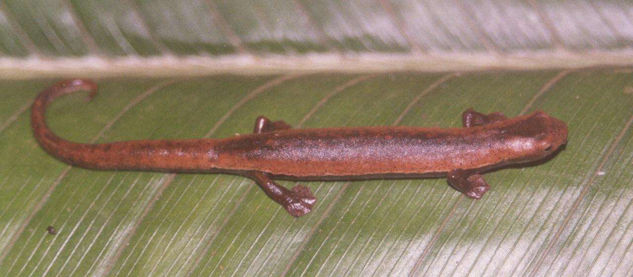 Image of Two-lined Mushroomtongue Salamander