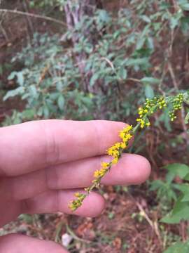 Image of wrinkleleaf goldenrod