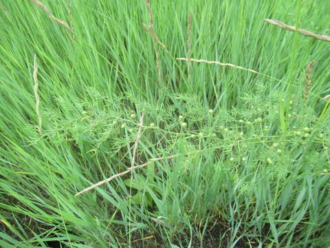 Image of Asparagus pallasii Miscz.