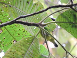 Image of Blue-crowned Chlorophonia