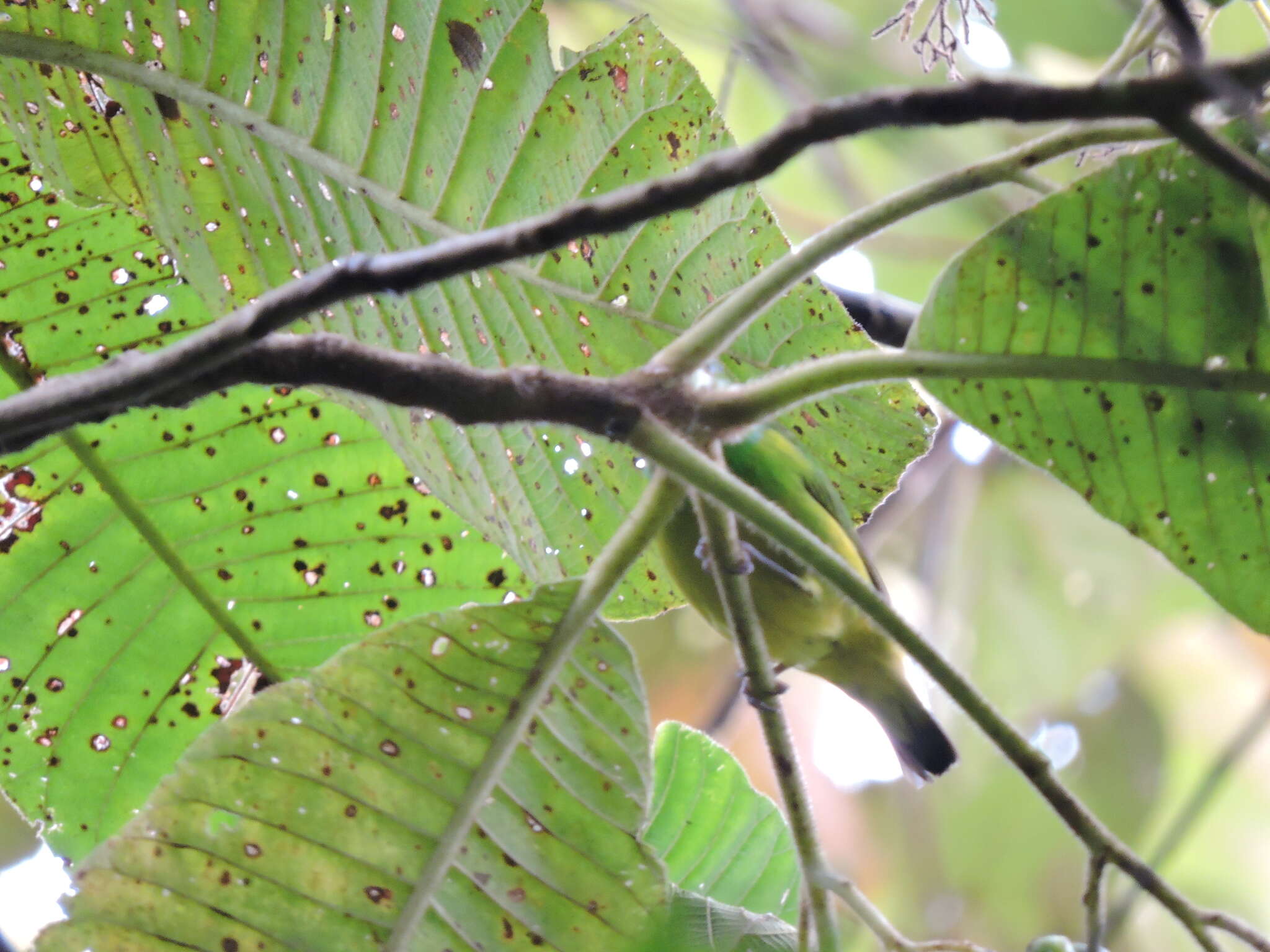 Image of Blue-crowned Chlorophonia