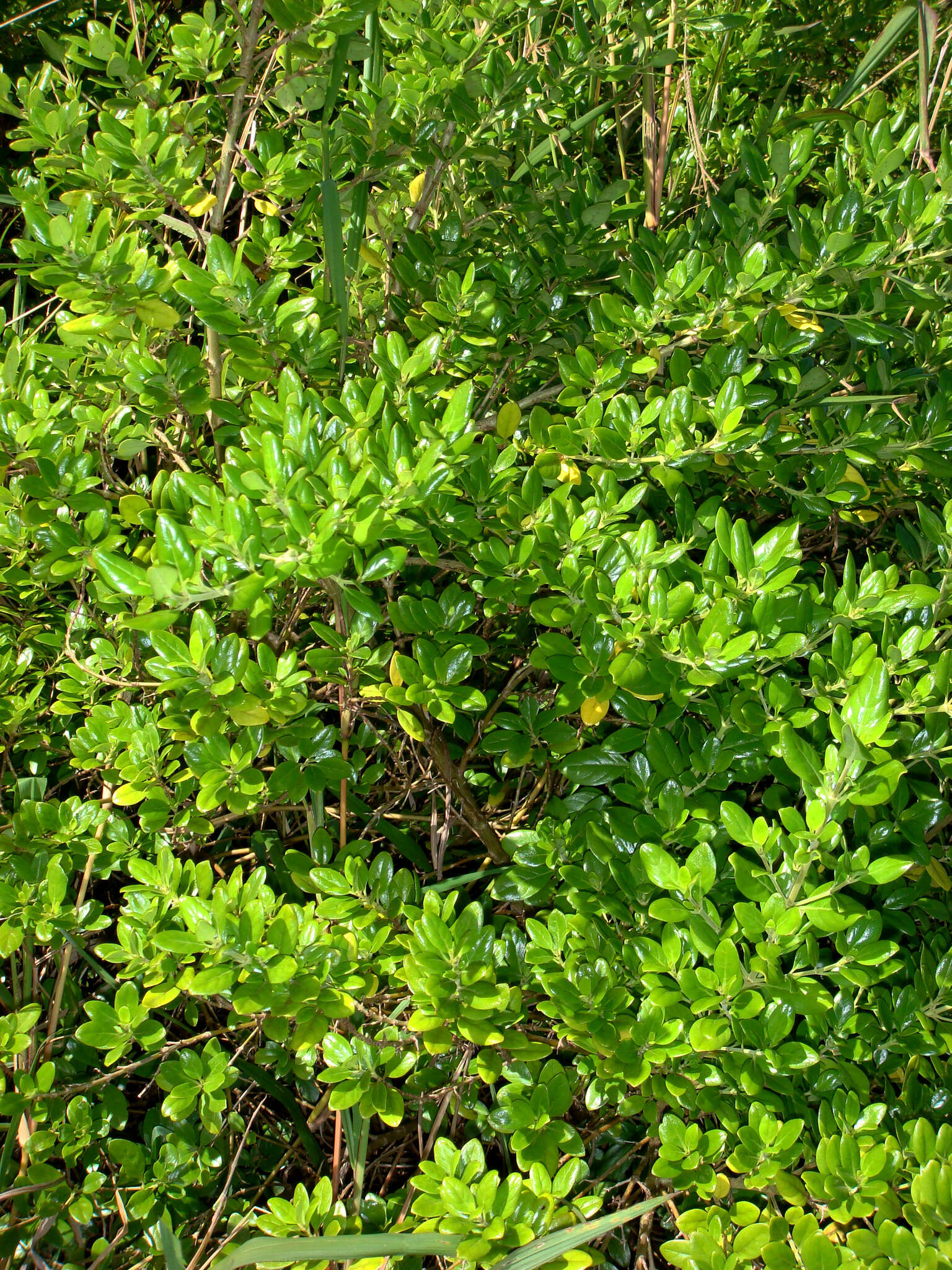 Image of Coprosma petiolata Hook. fil.