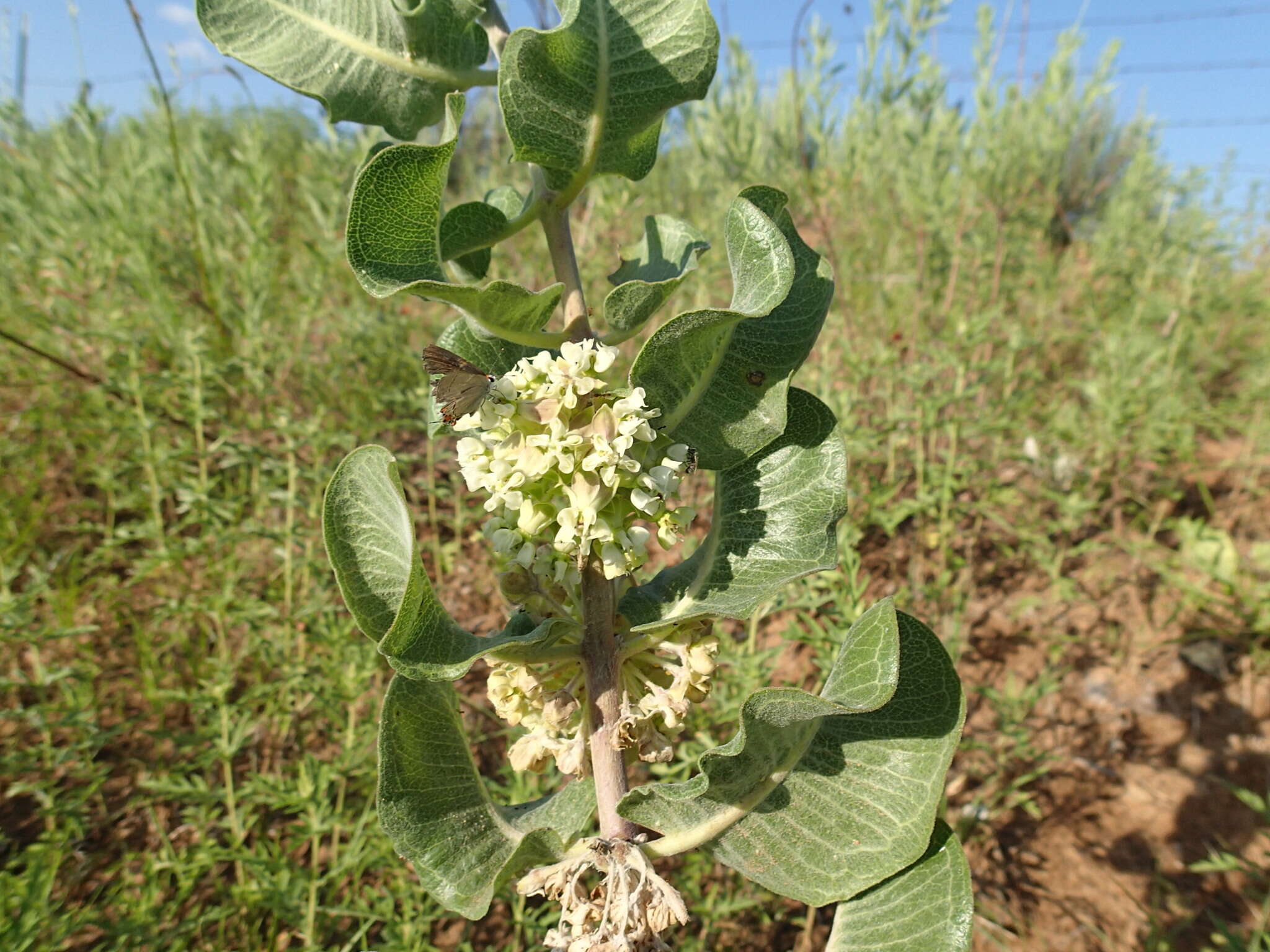 Imagem de Asclepias arenaria Torr.