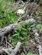 Image of sprucefir fleabane