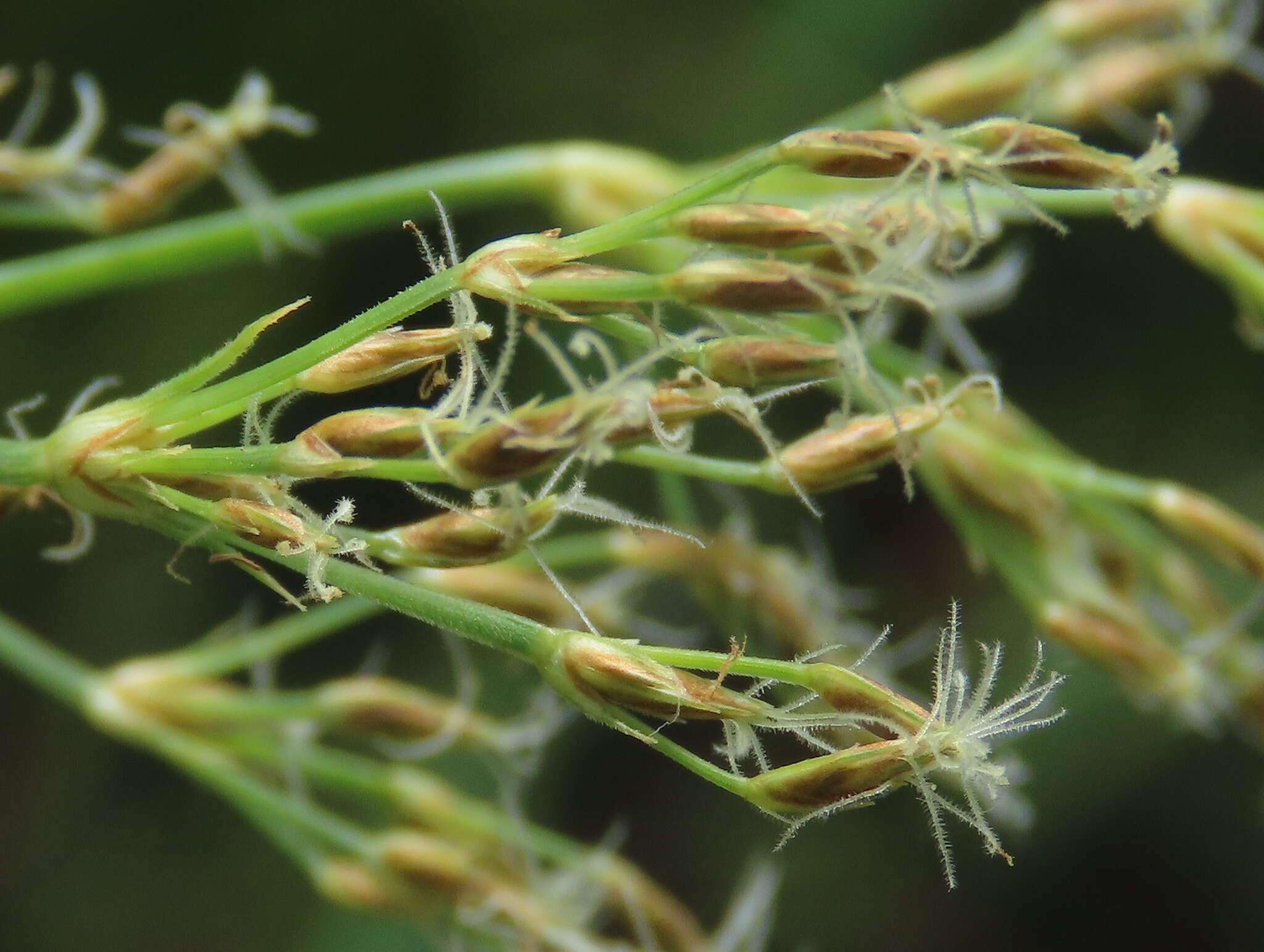 Image de Fimbristylis complanata (Retz.) Link