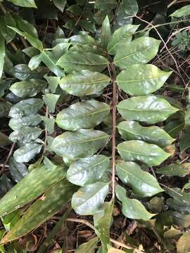 Image de Zamioculcas