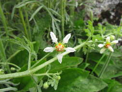 Image of Blumenbachia catharinensis Urb. & Gilg