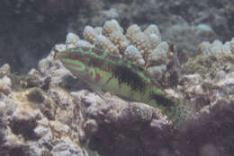 Image of Pink-belly wrasse