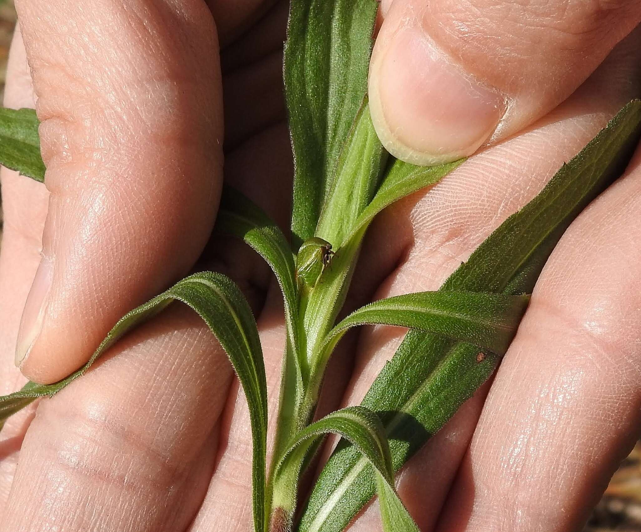 Image of Stictocephala lutea Walker