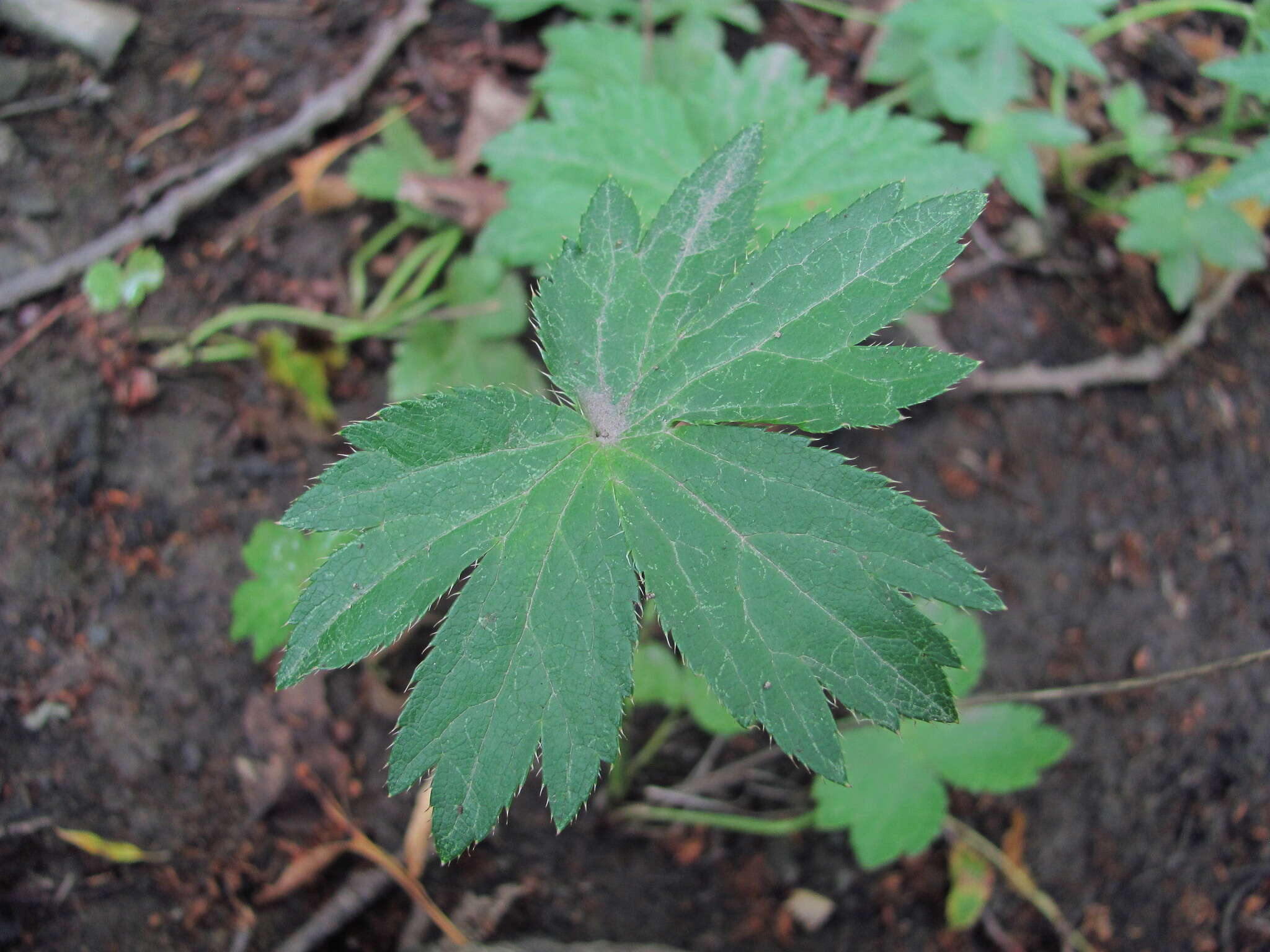 Image of Astrantia major subsp. biebersteinii (Fisch. & C. A. Mey.) I. Grint.