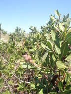 Image of mangrove