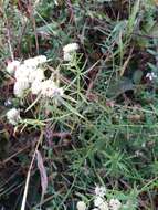 Image of narrowleaf mountainmint