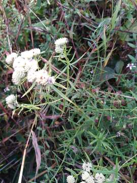 Imagem de Pycnanthemum tenuifolium Schrad.