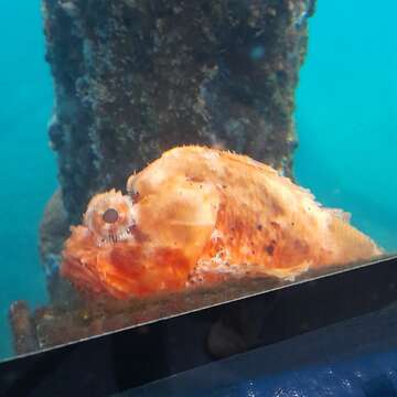 Image of Western red rockcod