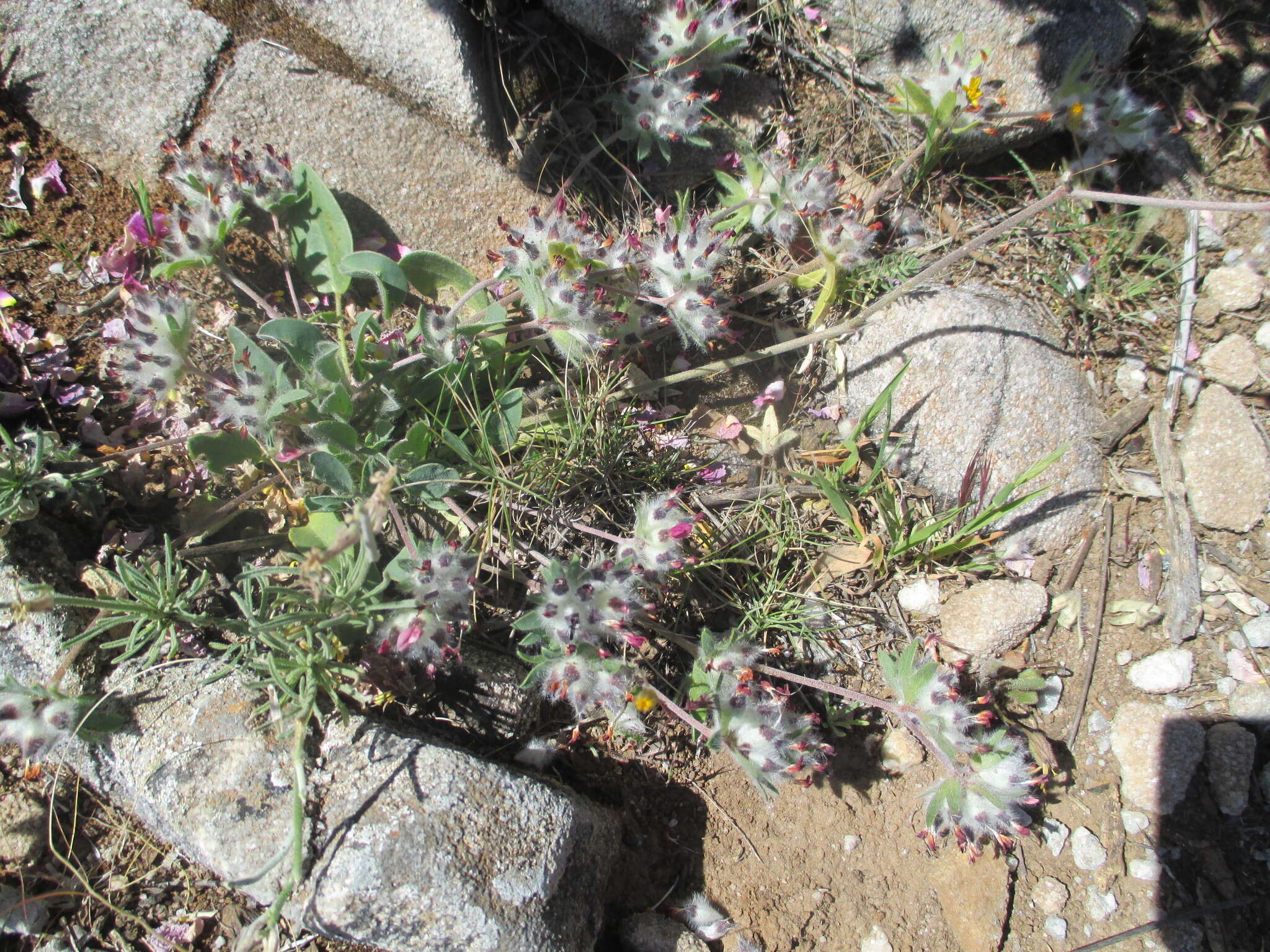 Image of Anthyllis vulneraria subsp. reuteri Cullen