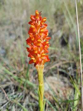 Image of Disa polygonoides Lindl.