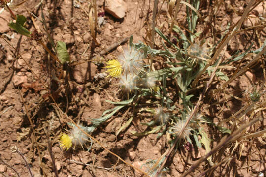 Image of Woolly Star-thistle