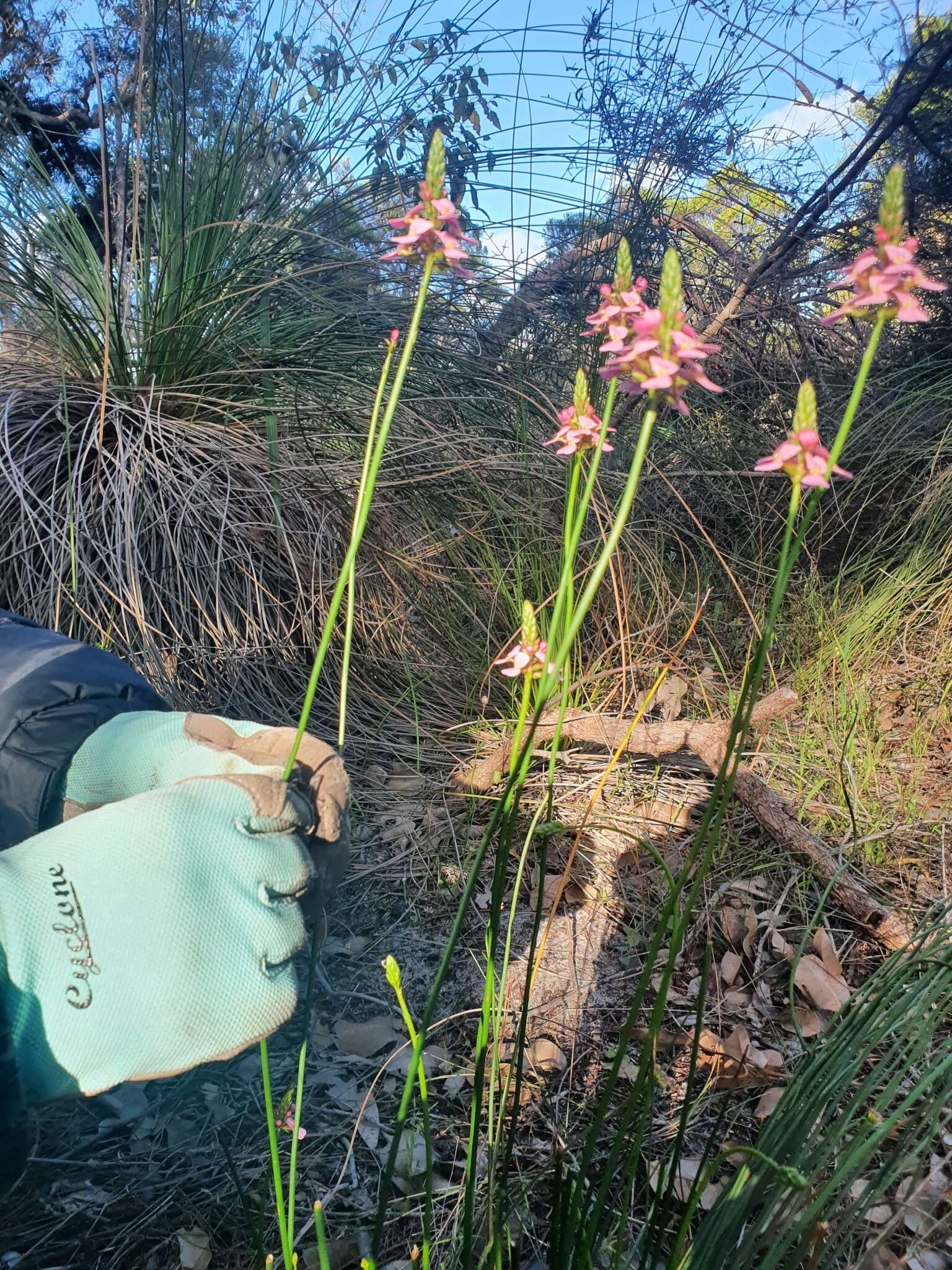 Image of Stylidium junceum R. Br.