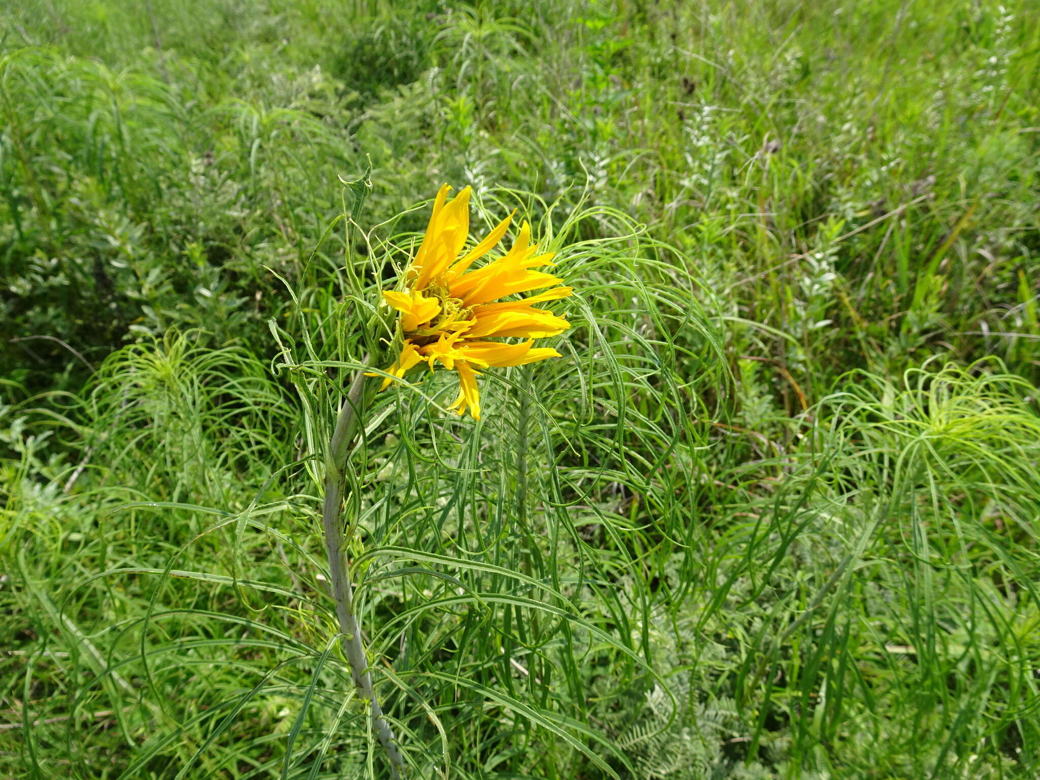 Plancia ëd Helianthus salicifolius A. Dietr.