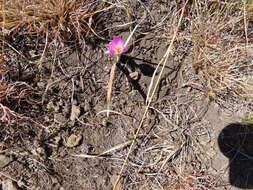 Plancia ëd Hesperantha schelpeana Hilliard & B. L. Burtt