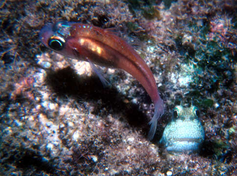 Image of Cryptic cardinalfish