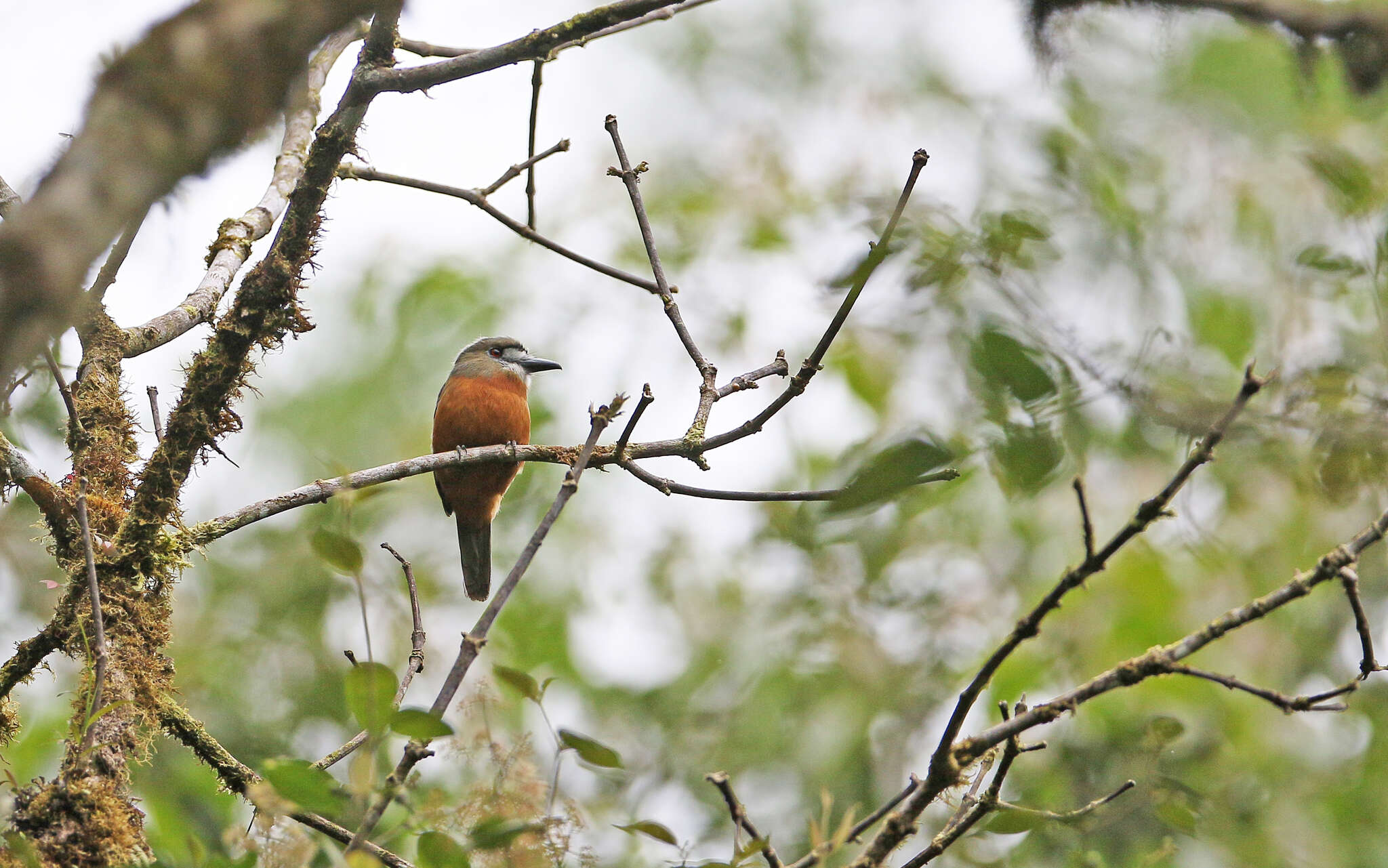 Image of Hapaloptila Sclater & PL 1881