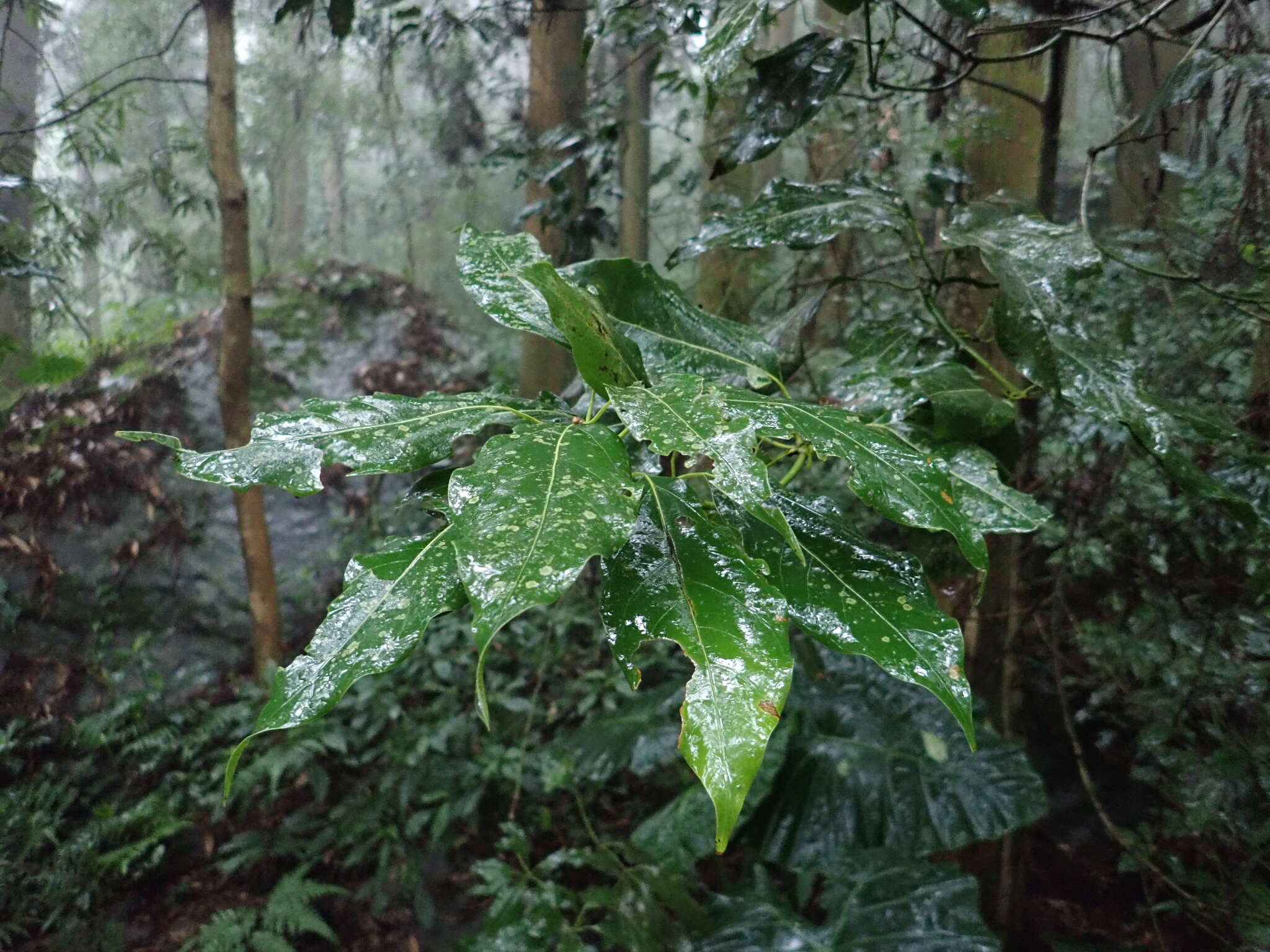 Imagem de Neolitsea parvigemma (Hayata) Kaneh. & Sasaki